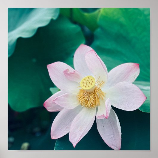 Poster Fleur Lotus (Devant)