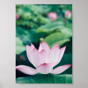 Poster Fleur Lotus