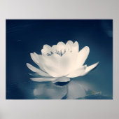 Poster Fleur Lotus Bleu Toné (Devant)