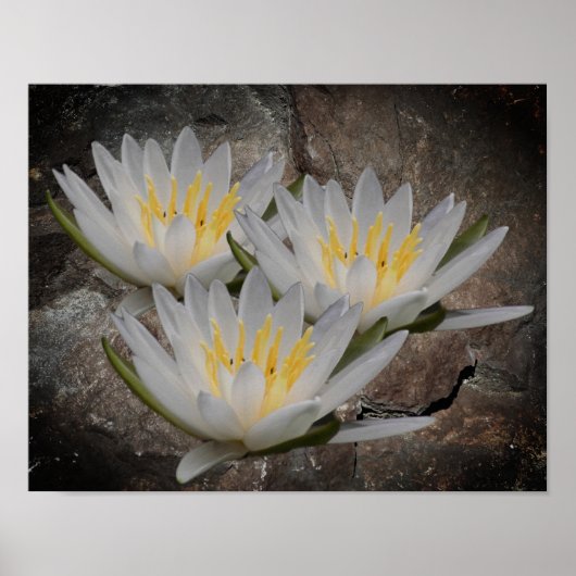 Poster Fleur Lotus Lily D'Eau Sur Pierre (Devant)