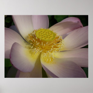 Poster Fleur Lotus Rose I Floral Été
