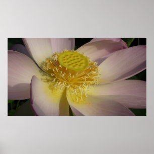 Poster Fleur Lotus Rose I Floral Été