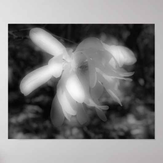 Poster Fleur Magnolia Noir Et Blanc Haut Contraste (Devant)