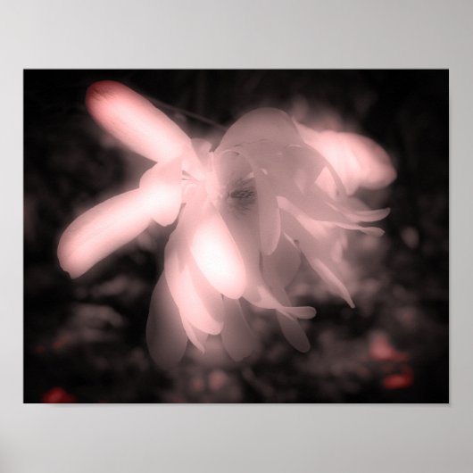 Poster Fleur Magnolia Noir Et Blanc Haut Contraste (Devant)