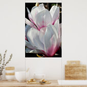 Poster Fleur Magnolia simple (Cuisine)