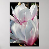 Poster Fleur Magnolia simple (Devant)