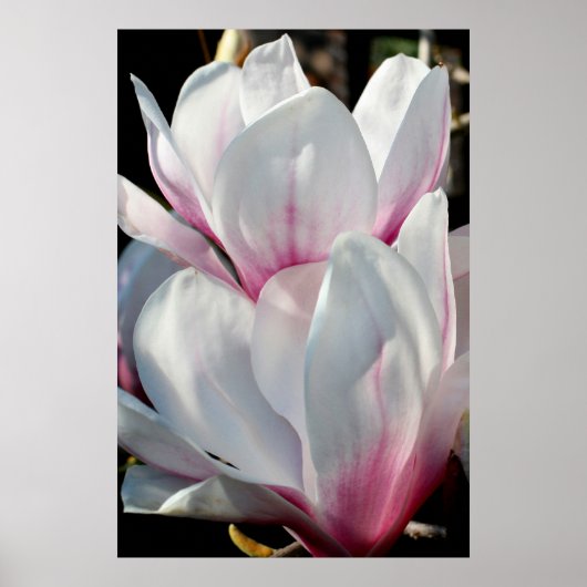 Poster Fleur Magnolia simple (Devant)