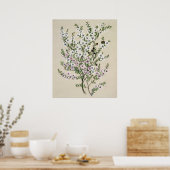 Poster Fleur Manuka de Nouvelle-Zélande (Leptospermum Sco (Cuisine)