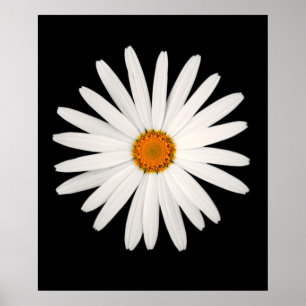 Poster Fleur marguerite