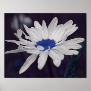 Poster Fleur marguerite Avec Centre Bleu