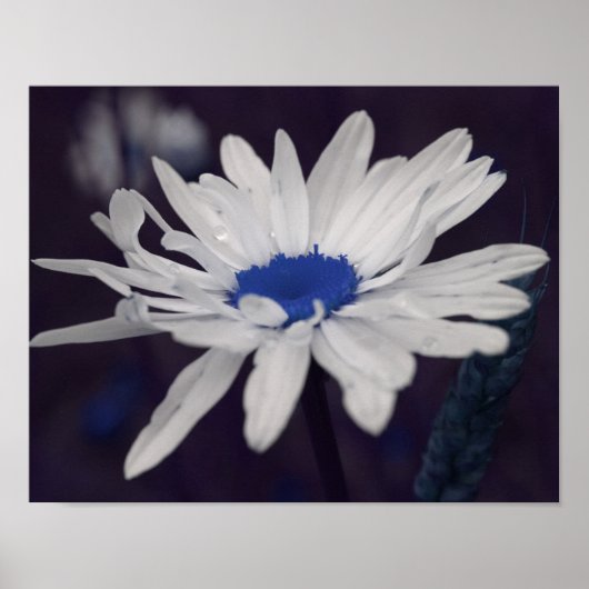Poster Fleur marguerite avec Centre Bleu Abstrait (Devant)
