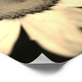 Poster Fleur marguerite avec Raindrops Sepia (Coin)