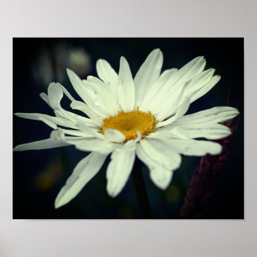 Poster Fleur marguerite blanche (Devant)