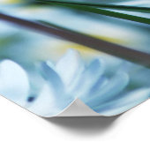 Poster Fleur marguerite printanière (Coin)