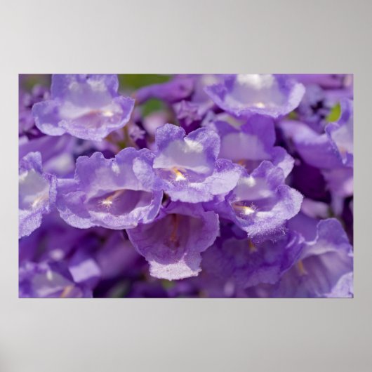 Poster Fleur Mesquite (Devant)