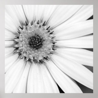 Poster Fleur monochrome de marguerite africaine