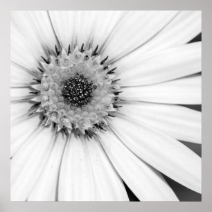 Poster Fleur monochrome de marguerite africaine