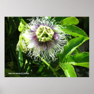 Poster Fleur Monster