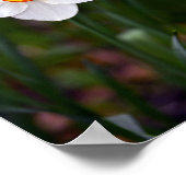 Poster Fleur Narcissus (Coin)
