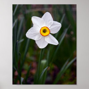 Poster Fleur Narcissus