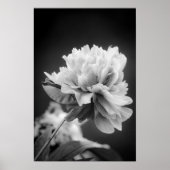 Poster Fleur noire et blanche (Devant)