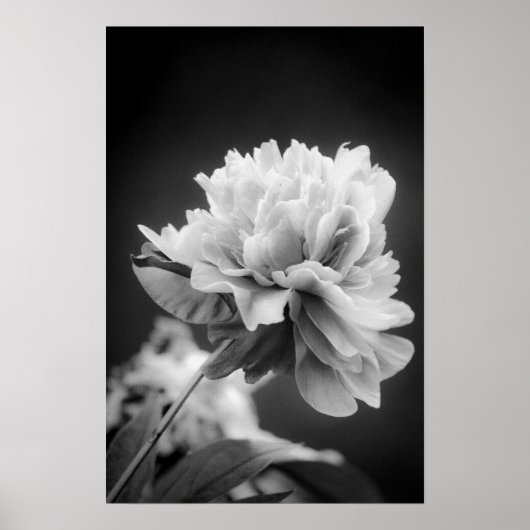Poster Fleur noire et blanche (Devant)