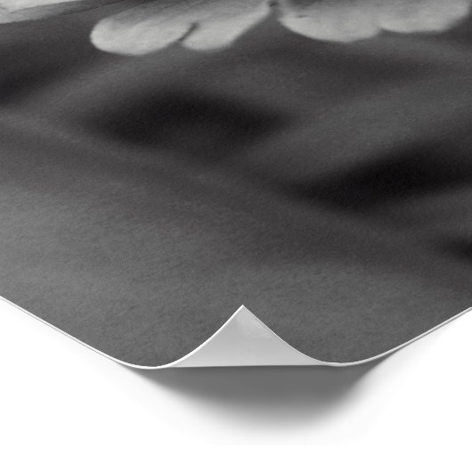 Poster Fleur noire et blanche (Coin)