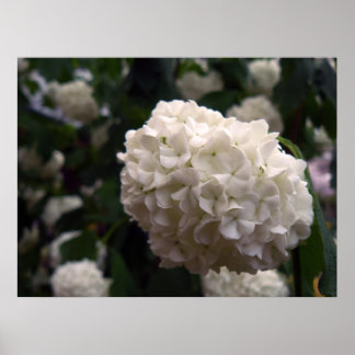 Poster Fleur nuptiale