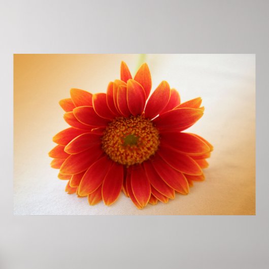 Poster Fleur orange (Devant)