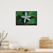 Poster Fleur orange (Cuisine)