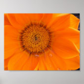 Poster Fleur orange (Devant)