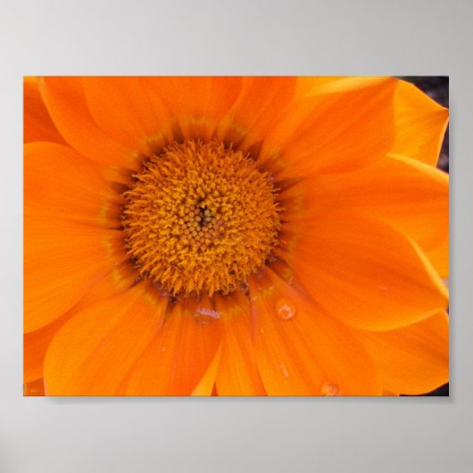 Poster Fleur orange (Devant)