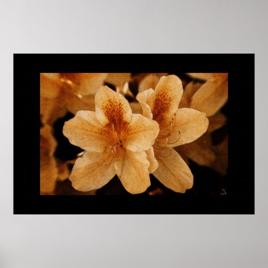 Poster Fleur orange 2 : Bordure noire (Devant)