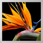 Poster Fleur orange de l'oiseau de paradis (Devant)