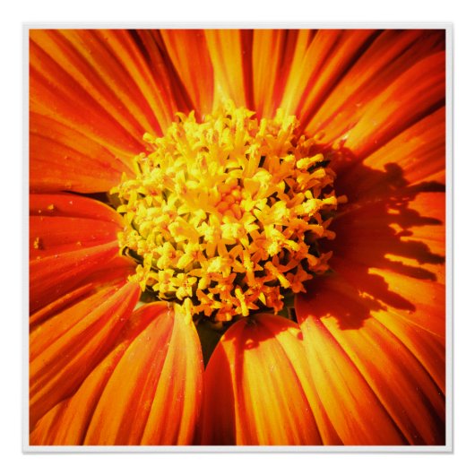 Poster Fleur orange radieuse Macro Impression d'art mural (Devant)