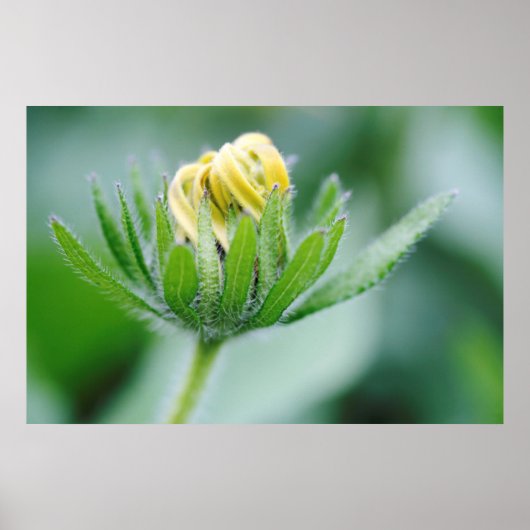 Poster Fleur ouverte de la Rudbeckie (Devant)
