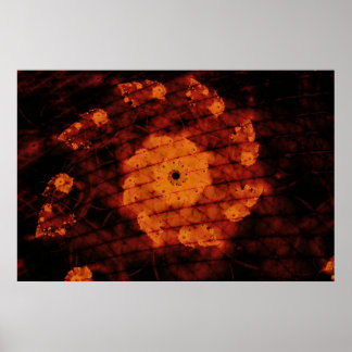 Poster Fleur parfumée