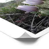 Poster Fleur Pasque (Coin)