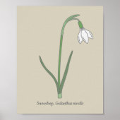 Poster Fleur pastel botanique Snowdrop (Devant)