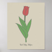 Poster Fleur pastel de Tulipe rouge botanique (Devant)