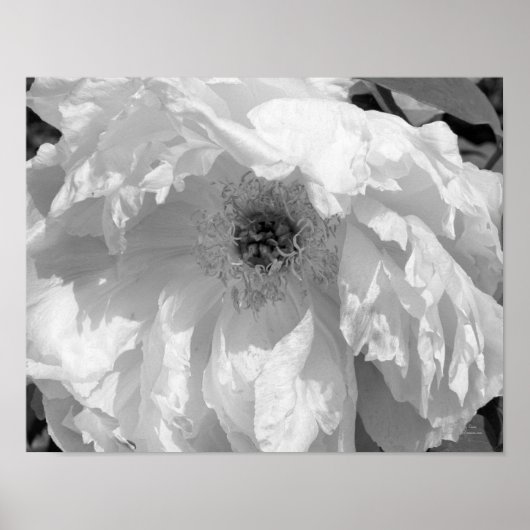 Poster Fleur Peine En Noir Et Blanc (Devant)