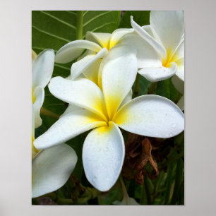 Poster Fleur Plumeria blanche