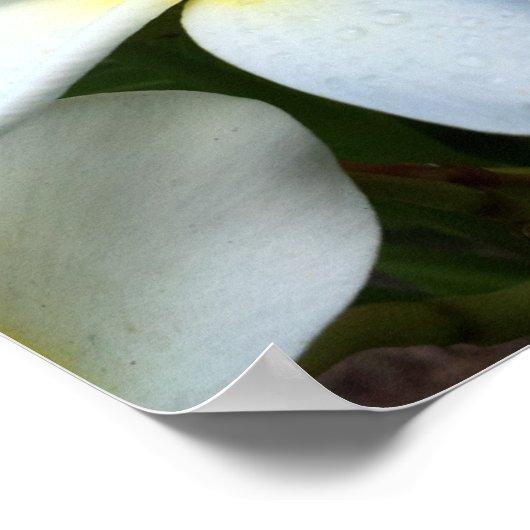 Poster Fleur Plumeria blanche (Coin)