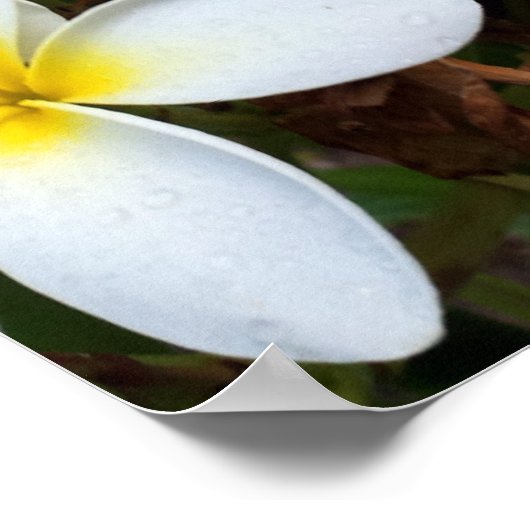 Poster Fleur Plumeria blanche (Coin)