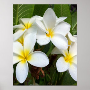 Poster Fleur Plumeria blanche