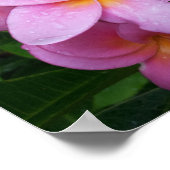 Poster Fleur Plumeria rose (Coin)