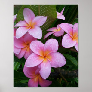 Poster Fleur Plumeria rose