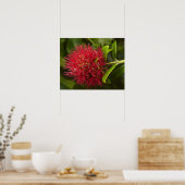 Poster Fleur Pohutukawa, Dunedin (Cuisine)