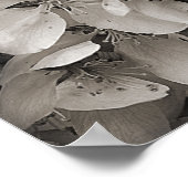 Poster Fleur Pomme Ressort Fleur En Noir Et Blanc (Coin)