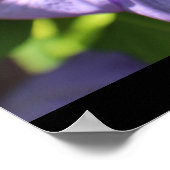 Poster Fleur pourpre (Coin)